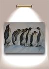 Pinguine II